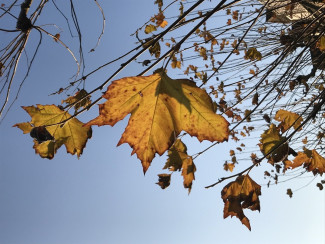 Nahaufnahme Laub im Herbst